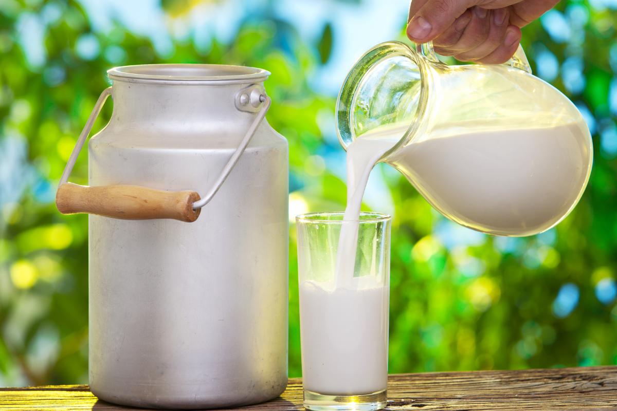 Leite engorda? Descubra a quantidade ideal no consumo diário